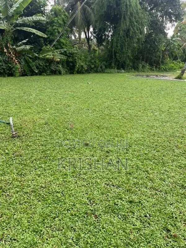Malaysian Grass
