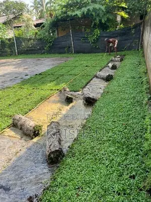 Malaysian Grass