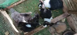 Rabbit