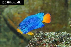 electric blue damselfish