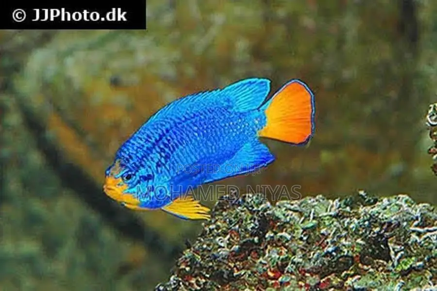 electric blue damselfish