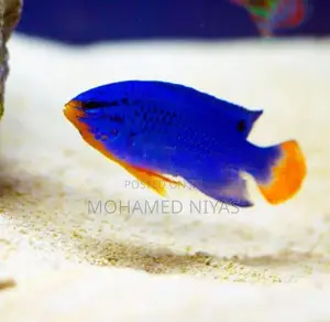 electric blue damselfish