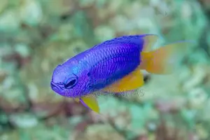 electric blue damselfish