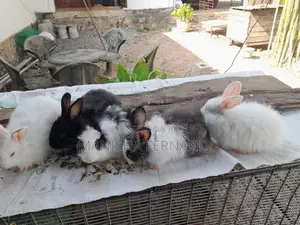 Angora Rabbit