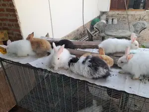 Angora Rabbit