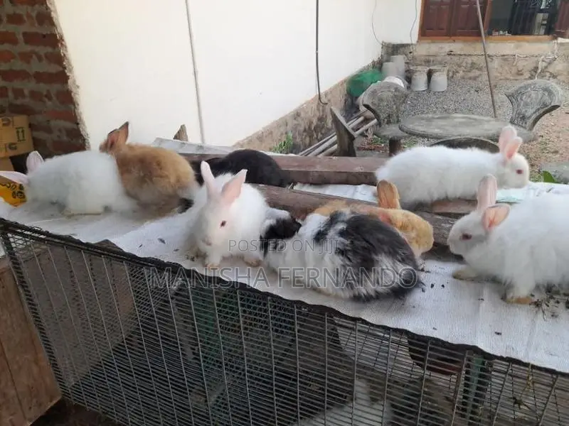 Angora Rabbit