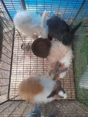 Angora Rabbit