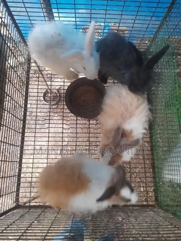 Angora Rabbit
