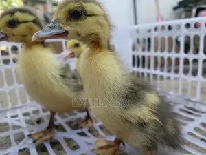 வாத்து குஞ்சுகள்