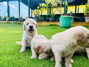 Golden Retriever Puppies