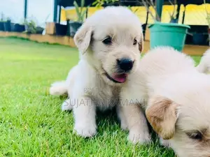 Golden Retriever Puppies