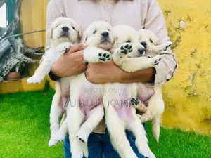 Golden Retriever Puppies