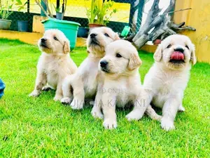 Golden Retriever Puppies