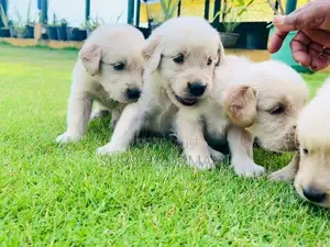 Golden Retriever Puppies