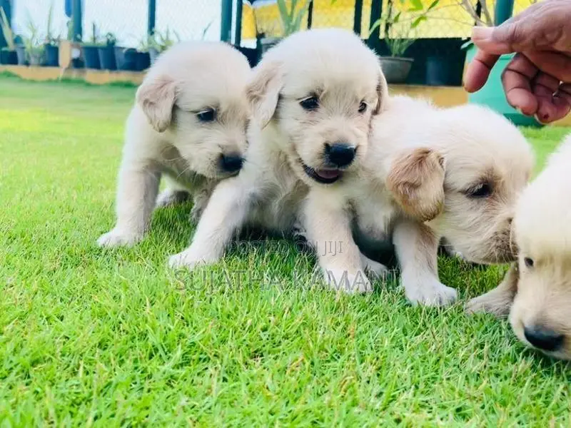 Golden Retriever Puppies