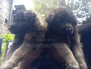 German Shepherd Puppies