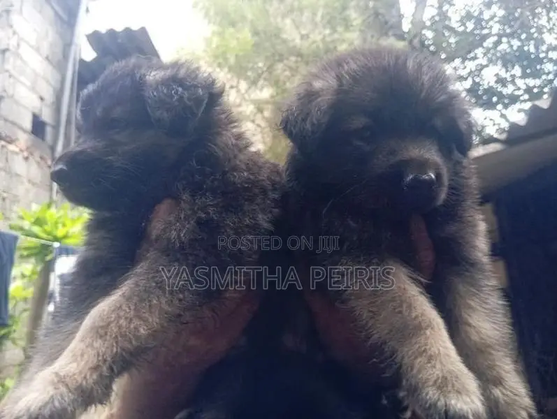 German Shepherd Puppies
