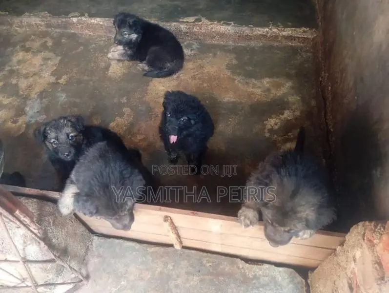 German Shepherd Puppies