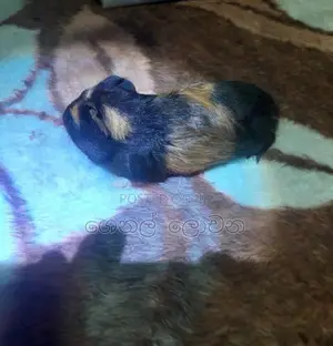 ගිනි පික්