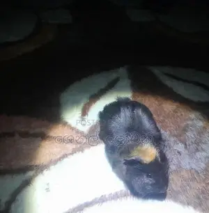 ගිනි පික්