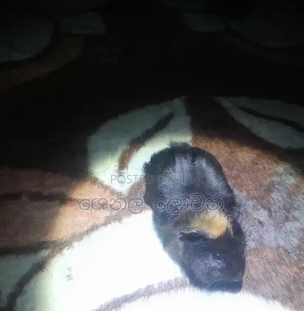 ගිනි පික්