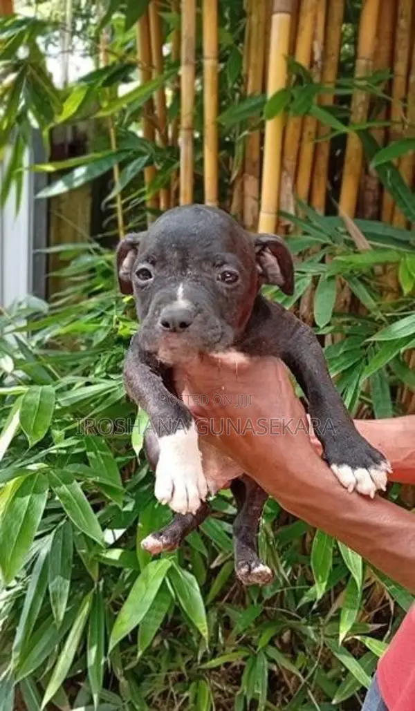 American bully puppy