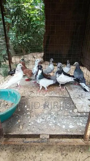 புறா