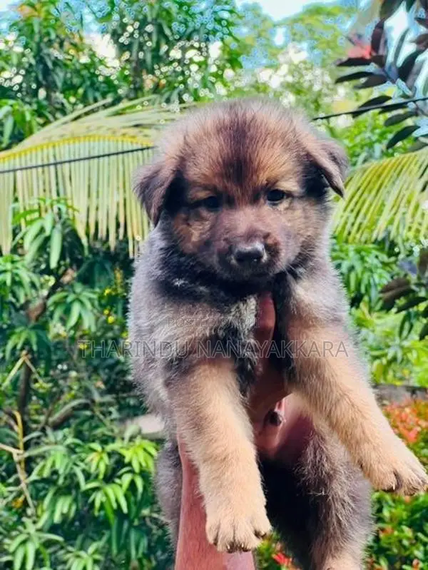 German Sherped Puppies
