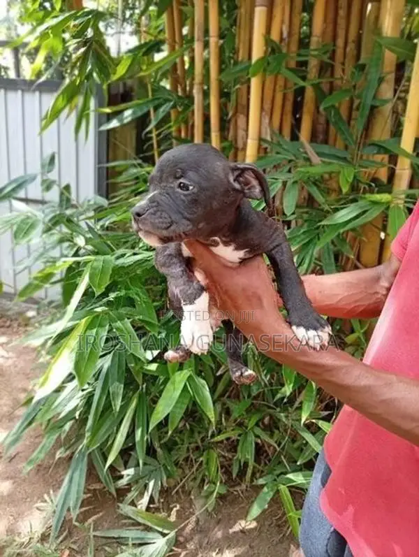 American bully puppy