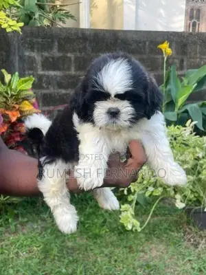 Shih Tzu Puppy