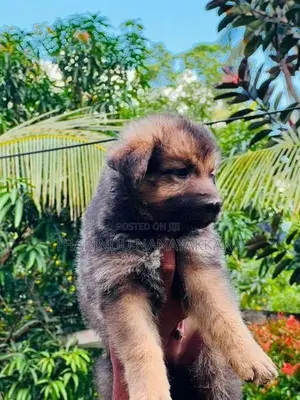 German Sherped Puppies