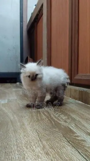 Persian Kittens