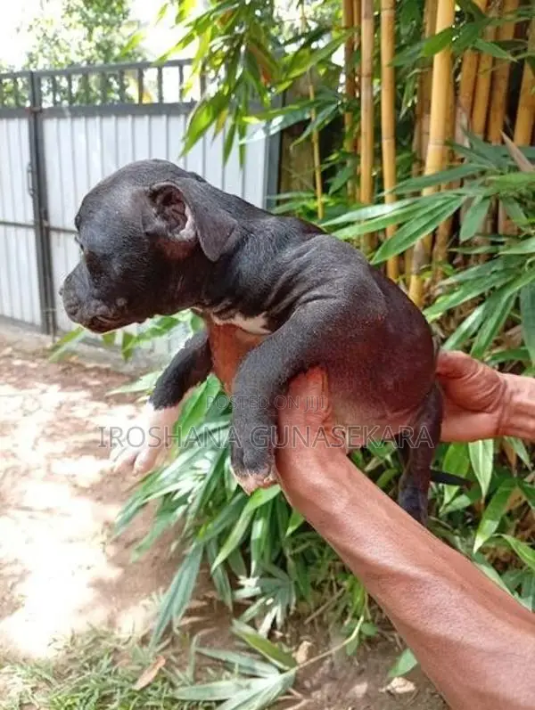 American bully puppy