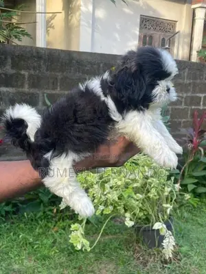 Shih Tzu Puppy