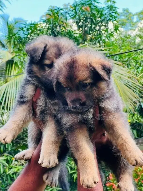 German Sherped Puppies