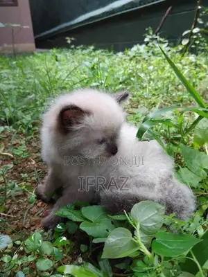 Persian Kittens