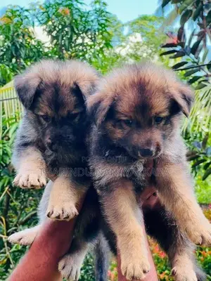 German Sherped Puppies