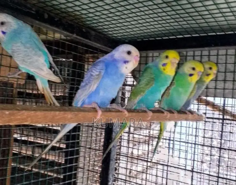 rainbow love bird