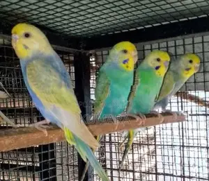 rainbow love bird