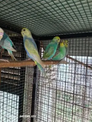 rainbow love bird