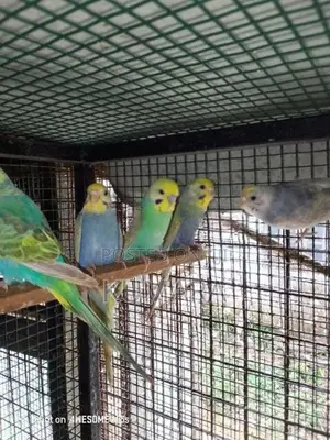 rainbow love bird