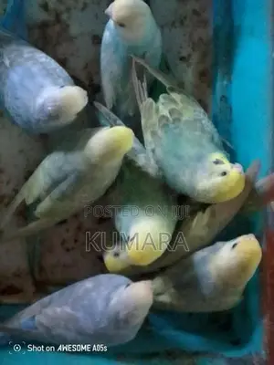 rainbow love bird
