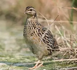 Quail Chicks