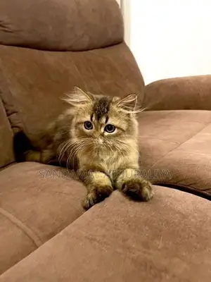 British Long Hair Kitten