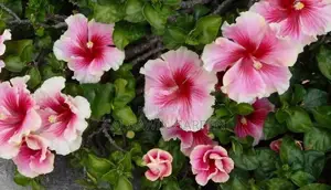 Hibiscus