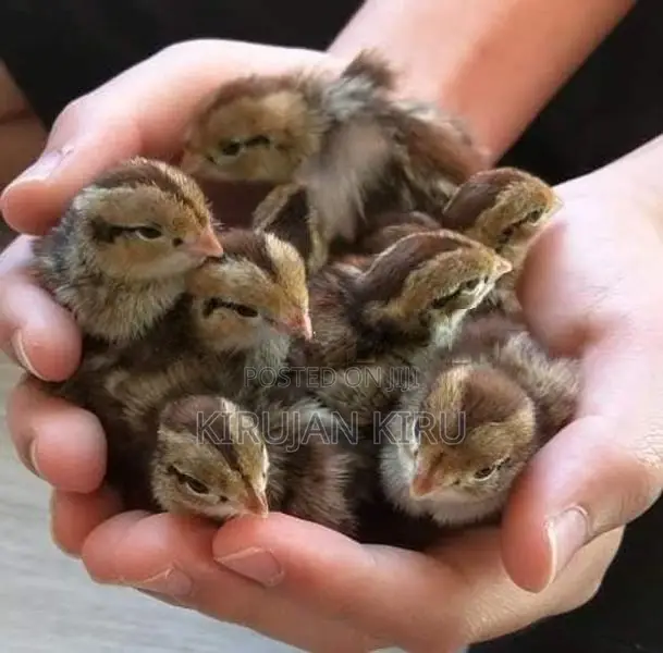 Quail Chicks