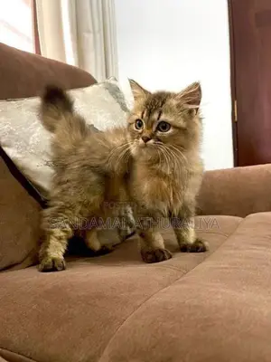 British Long Hair Kitten