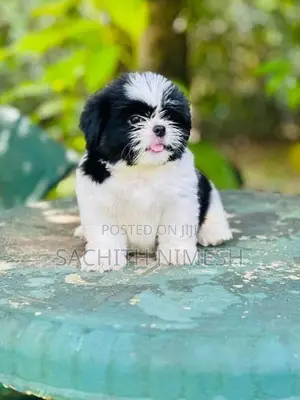 Shih Tzu Puppies
