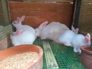 හා පැටවුන්
