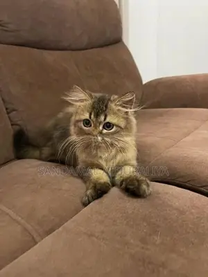 British Long Hair Kitten